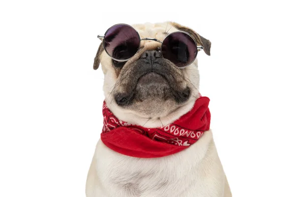 Close Cute Little Pug Dog Wearing Sunglasses Red Bandana Sitting — Stock Photo, Image