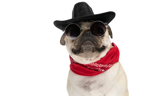 Close Cão Esfregona Cowboy Usando Chapéu Preto Com Óculos Sol — Fotografia de Stock