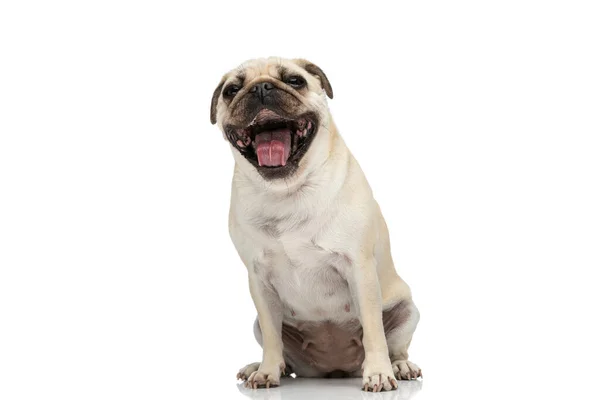 当坐在白色工作室的背景下 甜美的哈巴狗放声大笑 感到快乐 — 图库照片