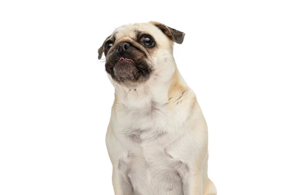 Sweet Pug Cão Saindo Sua Língua Sentado Contra Fundo Estúdio — Fotografia de Stock