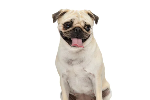 可愛いですPug犬スティック彼の舌アウト見ながら離れてと座っている間にホワイトスタジオの背景 — ストック写真