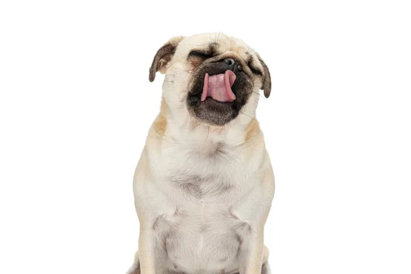 Κάθισμα Σκυλί Pug Γλείφει Στόμα Του Μάτια Του Κλειστά Λευκό — Φωτογραφία Αρχείου