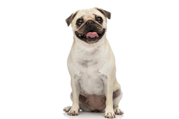 Happy Pug Dog Sticking His Tongue Out Camera While Sitting — Stock Photo, Image