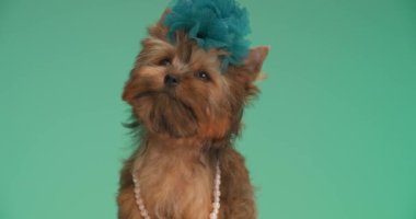 Tatlı Yorkie köpeği mavi çiçek takıyor, kolye takıyor ve yeşil arka plana bakıyor.