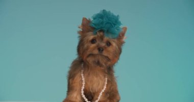 Şirin Yorkshire Teriyer köpeği zarif bir kolye takıyor ve mavi bir çiçek takıyor.