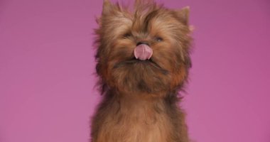 Küçük Yorkshire Terrier köpeği ağzını yalıyor ve yemek yemediği için sabırsızlanıyor.