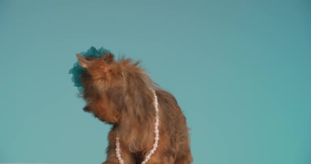 Yorkshire Terrier Hund Tittar Från Sida Till Sida Slickar Munnen — Stockvideo