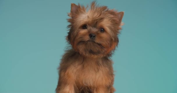 甘いヨークシャーテリアの犬は側を見て青い背景に彼の口をなめる — ストック動画