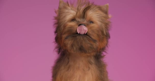 Little Yorkshire Terrier Dog Licking His Mouth Impatient Because Didn — Stock Video