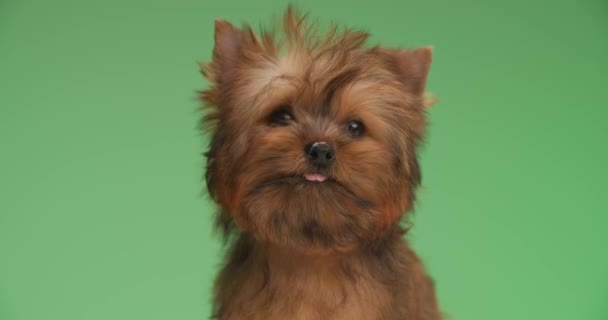 Zoete Yorkshire Terriër Hond Het Verhogen Van Zijn Hoofd Likken — Stockvideo
