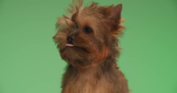 Schattig Yorkshire Terrier Hond Likken Zijn Neus Schudden Tegen Groene — Stockvideo