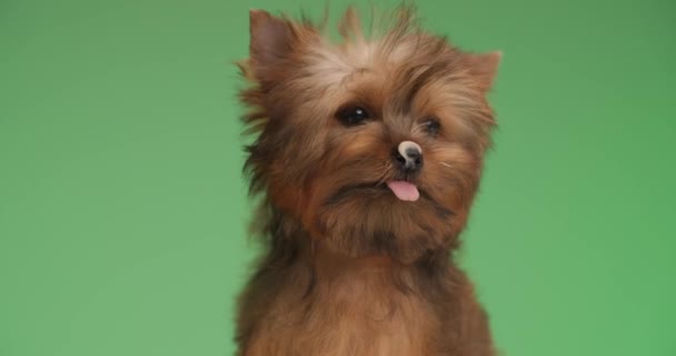 Entzückender Kleiner Yorkshire Terrier Hund Leckt Seine Nase Vor Grünem — Stockvideo