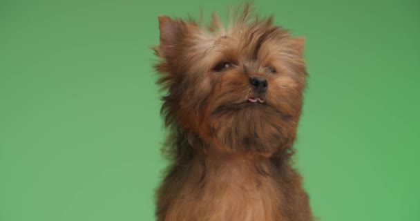 Kleine Yorkshire Terrier Hond Likken Zijn Neus Zoek Naar Kant — Stockvideo