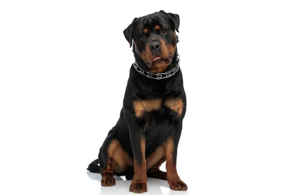 Lindo Perro Rottweiler Con Lengua Fuera Jadeando Aburrido Llevando Collar — Foto de Stock