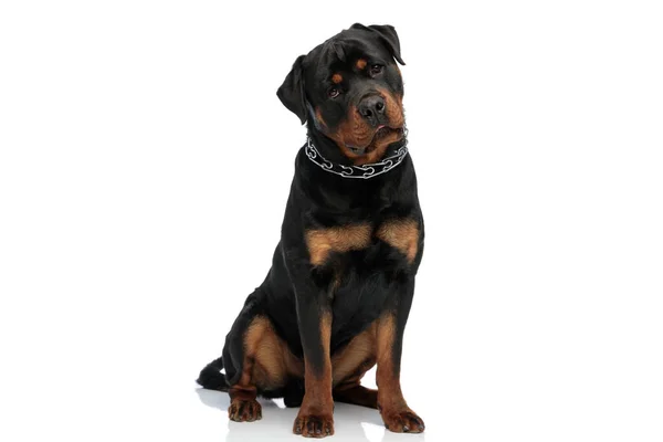 Bonito Rottweiler Cão Com Colarinho Olhando Para Longe Sentado Frente — Fotografia de Stock