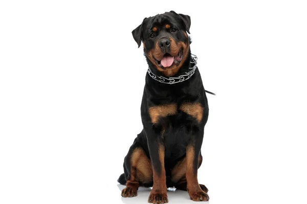 Dili Açık Poz Veren Mutlu Rottweiler Köpeği Stüdyoda Beyaz Arka — Stok fotoğraf