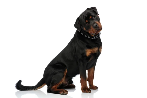 Adorável Cachorro Rottweiler Com Colar Olhando Bonito Sentado Frente Fundo — Fotografia de Stock