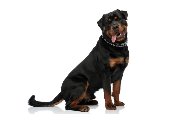 Oldal Kilátás Boldog Rottweiler Kutya Gallér Kilóg Nyelv Lihegés Előtt — Stock Fotó