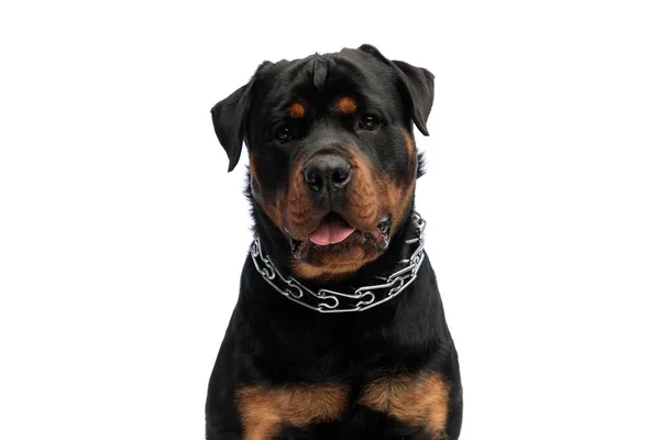 Mooie Rottweiler Puppy Met Kraag Steken Uit Tong Hijgen Voorkant — Stockfoto