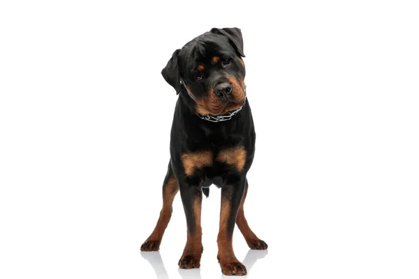 Tasmalı Sevimli Rottweiler Köpeği Stüdyoda Beyaz Arka Planda Dikiliyor — Stok fotoğraf