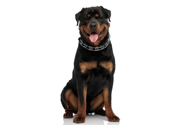 happy rottweiler puppy wearing collar around neck, sticking out tongue and sitting in front of white background in studio