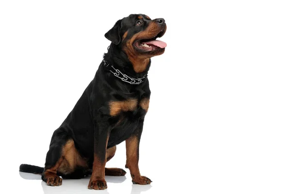 Oldal Kilátás Kíváncsi Rottweiler Kutya Nyelv Kívül Lihegés Felnéz Miközben — Stock Fotó