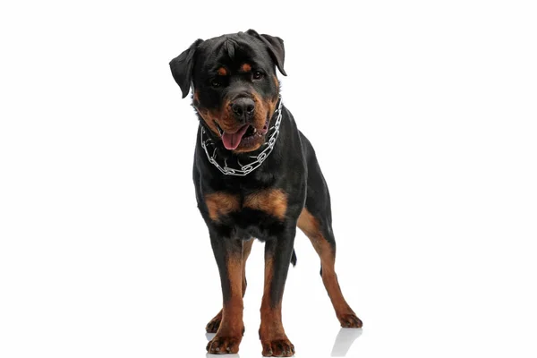 Mooie Rottweiler Hond Met Tong Blootgesteld Dragen Kraag Hijgen Terwijl — Stockfoto