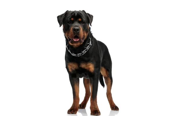 Αξιολάτρευτο Σκυλί Rottweiler Φορώντας Κολάρο Προεξέχουν Γλώσσα Και Λαχάνιασμα Μπροστά — Φωτογραφία Αρχείου