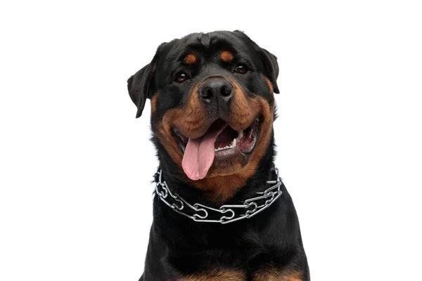 Excited Rottweiler Puppy Being Curious Looking Sticking Out Tongue While — Stock Photo, Image