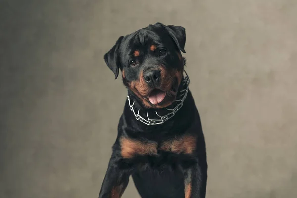 Bel Cucciolo Rottweiler Con Colletto Guardando Altrove Tenendo Lingua Fuori — Foto Stock