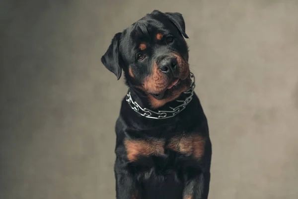 Engraçado Rottweiler Cão Com Colar Segurando Língua Para Fora Ofegante — Fotografia de Stock