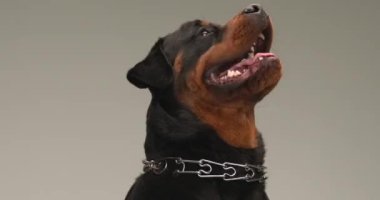Heyecanlı Rottweiler köpeği yukarı bakıyor, mutlu ve meraklı, tepeden tırnağa eğilmiş ve stüdyoda gri arka planda soluk soluğa.