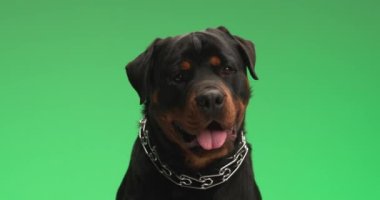 Meraklı köpek yavrusu tasmasıyla yukarı bakarken dilini çıkarıp nefes nefese yeşil arka planda hevesli ve hevesli.