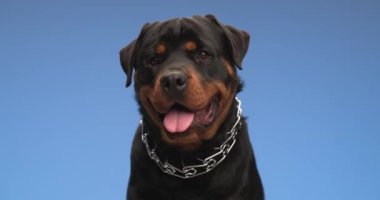 Güzel, şirin köpek dilini tutuyor, yakası açık, nefes nefese soluyor ve stüdyoda mavi arka planda başını yana eğiyor.