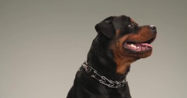 Proje videosu, tasmalı hevesli köpek yavrusu yukarı bakıyor, aç ve atölyedeki gri arka planda yemeğini almak için kenara çekiliyor.