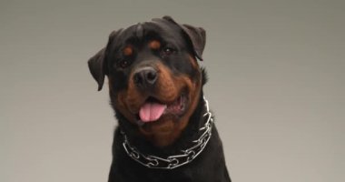 Yakası dışarı fırlamış, dili dışarı fırlamış, nefes nefese kalmış, başını yana eğmiş ve gri arka plana bakarken mutlu ve meraklı bir köpek yavrusu.