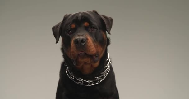 Projeto Vídeo Cão Rottweiler Doce Com Língua Fora Ofegante Olhando — Vídeo de Stock
