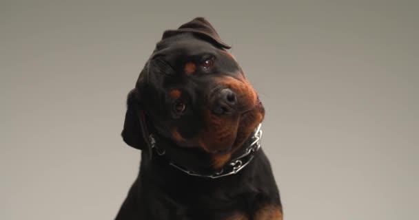 Χαριτωμένο Σκυλί Rottweiler Γέρνει Κεφάλι Του Προς Πλάγια Λαχάνιασμα Και — Αρχείο Βίντεο