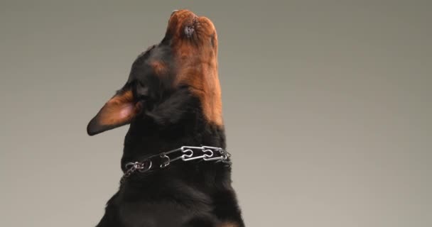 好奇的迷迭香犬 领子向上看 渴望着 在工作室灰色的背景面前向天空摇曳 — 图库视频影像
