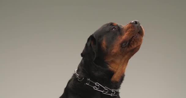 Boční Pohled Sladkého Rotvajlera Psa Límcem Vzhlížející Dvoření Štěkání Vzduchu — Stock video
