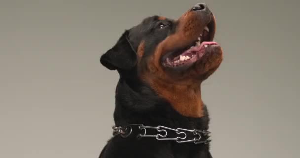 Animado Rottweiler Cão Olhando Para Cima Sendo Feliz Curioso Inclinando — Vídeo de Stock