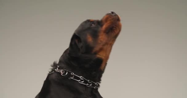 Wideo Projektu Cute Rottweiler Pies Kołnierzem Siedzi Pozycji Boku Widok — Wideo stockowe