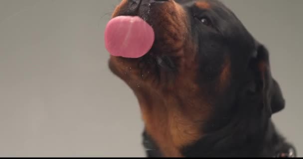 在工作室里 饥饿可爱的迷迭香狗伸出舌头 在灰色背景前舔着透明的玻璃 — 图库视频影像