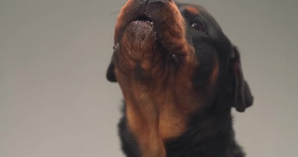 可爱的迷迭香犬 舌头伸出 舔着透明的玻璃窗 饿在工作室灰色的背景前 — 图库视频影像
