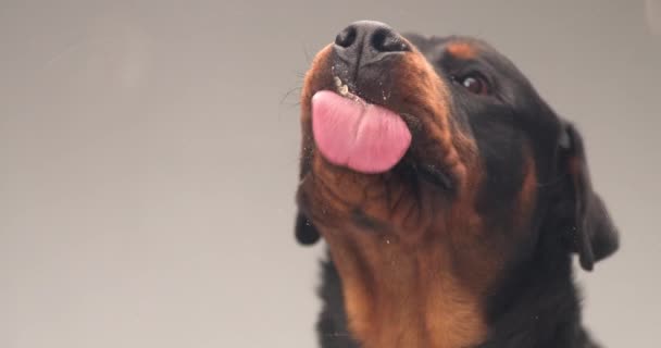 演播室里 在灰蒙蒙的背景下 播放可爱的迷迭香小狗伸出舌头 舔透明玻璃窗的视频 — 图库视频影像