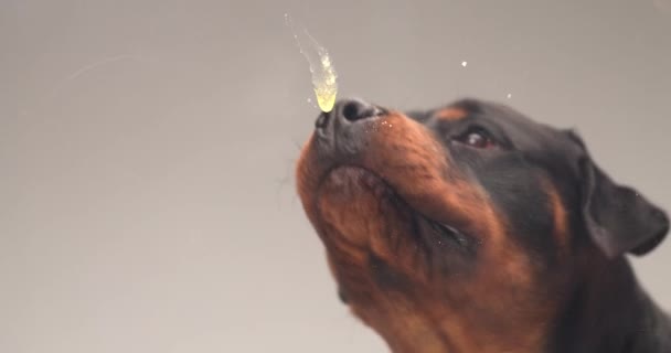 Söt Härlig Rottweiler Hund Med Tunga Slicka Glas Och Vara — Stockvideo