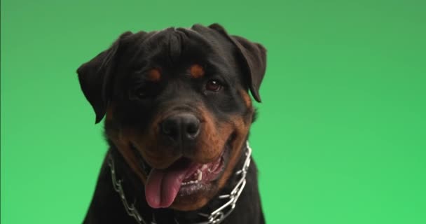 Υπέροχο Κουτάβι Rottweiler Γιακά Κολλήσει Έξω Γλώσσα Λαχάνιασμα Ενώ Κάθεται — Αρχείο Βίντεο