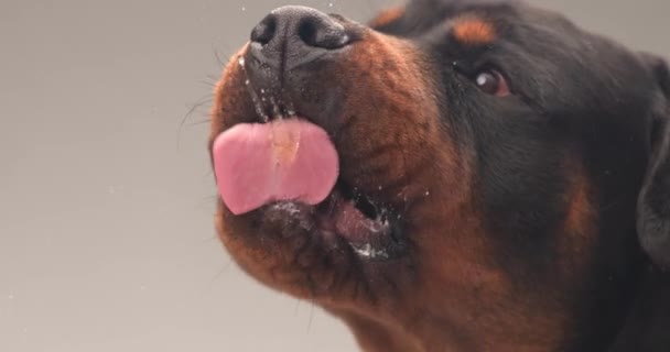 Proyecto Vídeo Perro Rottweiler Hambriento Con Lengua Fuera Lamiendo Vidrio — Vídeos de Stock