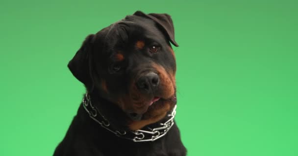 Έργο Βίντεο Από Όμορφο Σκυλί Rottweiler Γιακά Προεξέχουν Γλώσσα Και — Αρχείο Βίντεο