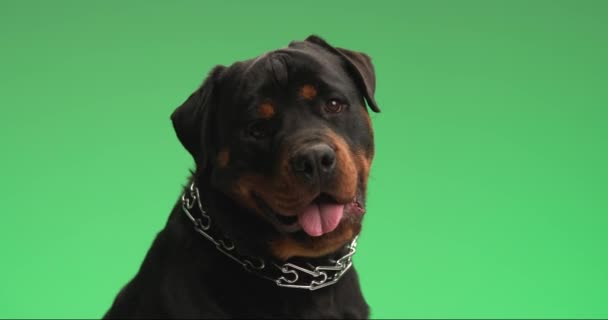 可笑的迷迭香狗 领子斜着头 张嘴喘气 在工作室的绿色背景前摆姿势 — 图库视频影像